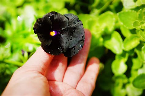 15 Types Of Black Flowers A List Of Beautifully Dark Black Blooms