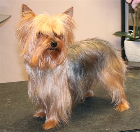 Make sure you cute from the bottom of the nail upwards. Yorkie: Short Trim | Groomer to Groomer - Pet Grooming ...