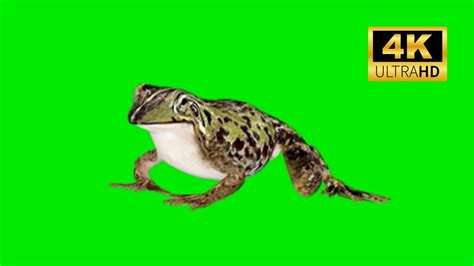 Frog Green Screen 4k 2023 4 Youtube