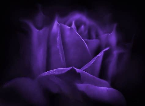 Purple Rose Flower Mystery By Jennie Marie Schell Purple Roses Pink