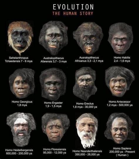 About Human Evolution Timeline