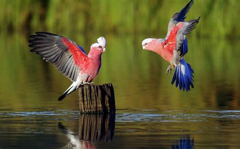 Nature Animals Birds Water Parrot Tree Stump Wallpapers Hd