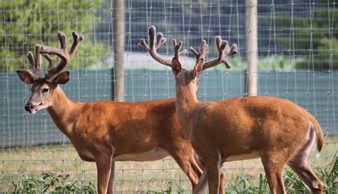 Genetic Superior Whitetail Deer For Sale Breeder Bucks Stocker Bucks