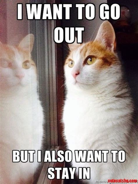 36 Funny Cat Memes That Will Make You Laugh Out Loud Fallinpets