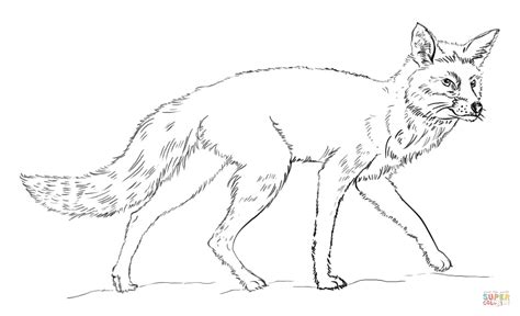 Print animal coloring pages for free and color our animal coloring! Realistic Red Fox coloring page | Free Printable Coloring ...