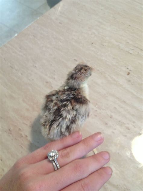 Need Help To Identify Turkey Chick Breed Backyard Chickens Learn How To Raise Chickens