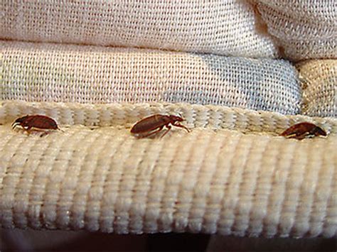 Natural Bed Bug Extermination Practices Hooligans The Game