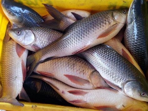 Rohu Fish Live Manufacturer In East Godavari Andhra Pradesh India By