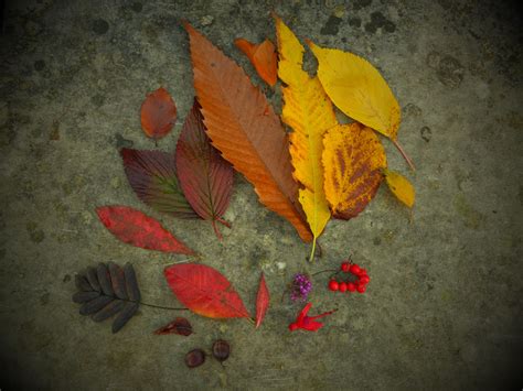 Free Images Tree Nature Plant Texture Fall Flower Foliage