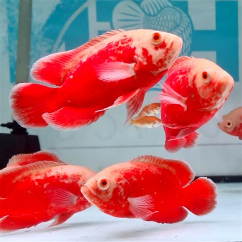 Chilli Red Oscar Fish Ng