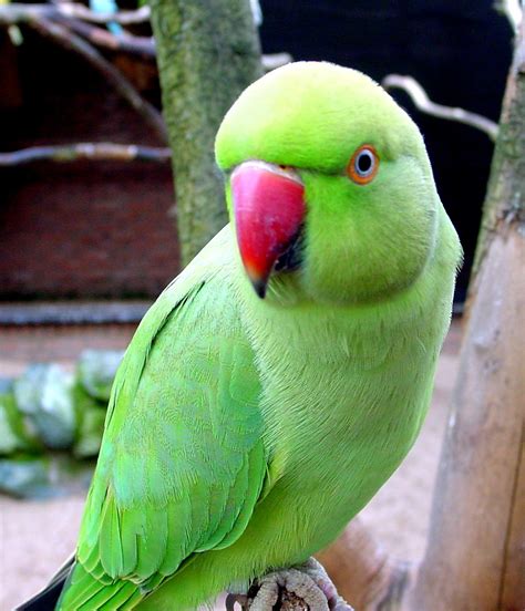 Beautiful Green Parrots Wallpapers Wallpapers Free
