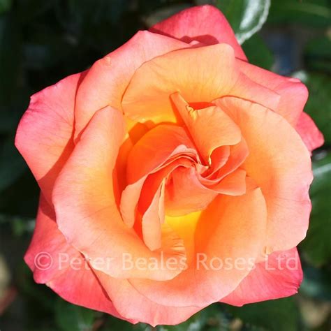 Mamma Mia Bush Rose Peter Beales Roses The World Leaders In Shrub