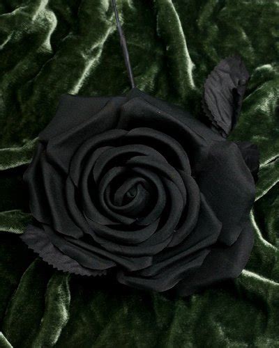 Flower Homes Black Beauty