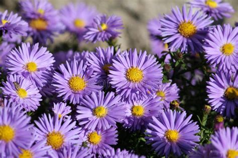 fleabane or erigeron with blue flowers on flowerbed stock image image of august autumn 102228501