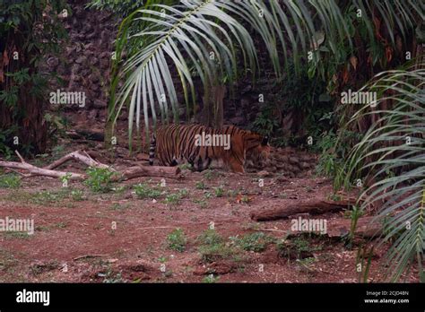 The Sumatran Tiger Is A Population Of Panthera Tigris Sondaica In The