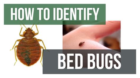 Quick Solutions How To Identify Bed Bugs Youtube