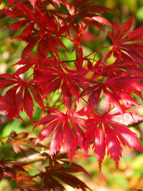 From cultural to educational to health and wellness, we have a variety of ways you can experience time at the garden. Garden Muses: Not Another Toronto Gardening Blog : Falling ...