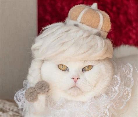 Pakai topi musim dingin dan sweater hangat, bikin benson makin terlihat. 15 Topi Super Kocak yang Bisa Dihadiahkan untuk Kucing Kamu
