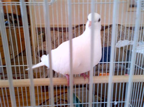 Do White Java Doves Make Good Pets Pethelpful