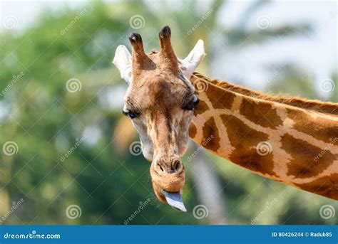 Northern Giraffe Giraffa Camelopardalis Stock Photo Image Of Horn