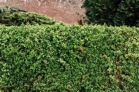 Check spelling or type a new query. How to Grow and Care for Boxwood (Box) Shrubs