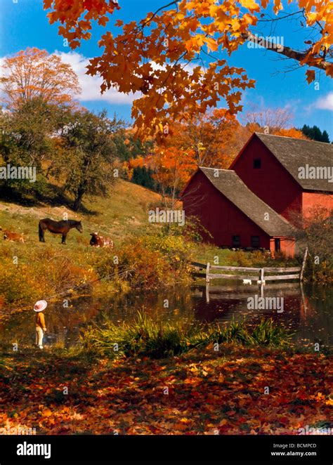 Barn Animals Farm Fall Autumn Leaves Scenics Stock Photo Alamy