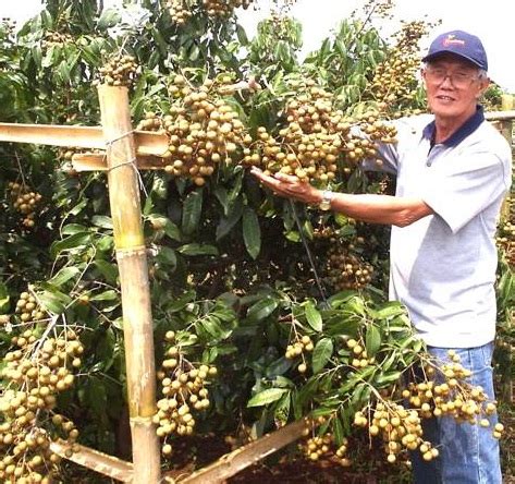 Cara menanam pokok kesum posted by: Panduan Lengkap Cara Menanam Kelengkeng Dalam Pot ...