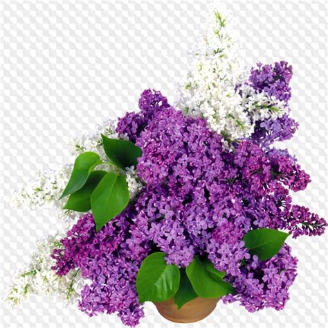 PSD, 10 PNG, flores lilas con fondo transparente
