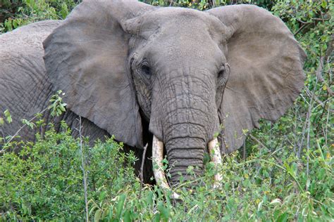Free Images : adventure, africa, mammal, national park, fauna, savanna