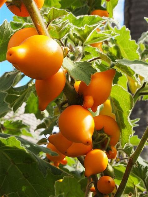 Enjoying the fruits from your mature edible landscape feels like owning a stack of gold bars! Solunum mammosum or Cows Udder is an unusual plant that ...