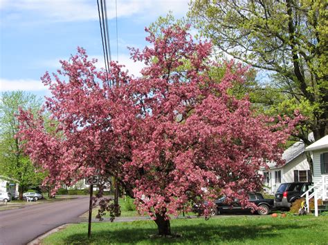 Well you're in luck, because here they come. South Burlington, VT. photos Flowering Crab-apple Trees ...