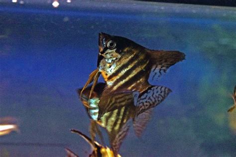 Pin On Angelfish Cichlids