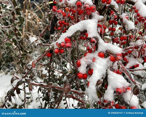 Rose Hip Red Berries Branch Under Snow Winter Nature Background Snowy