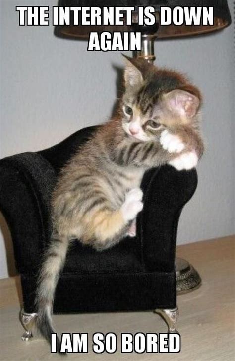 Getting them another cat to keep them company! Do cats get bored for example this Bored Kitten. | Kittens ...