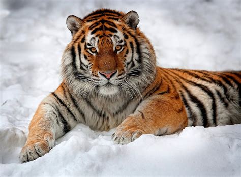 Divagar Sobre Tudo Um Pouco Preservar A Vida Animal Tigre Da Sibéria