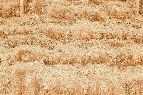 Straw Dry Straw Texture Background Vintage Style For Design Stock