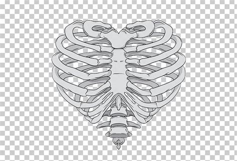 Rib Cage Heart Human Skeleton Anatomy Png Clipart Anatomy Axial