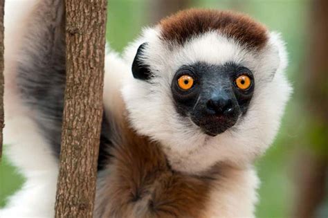 Almost All Lemur Species Are Now Officially Endangered New Scientist