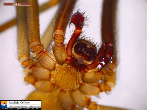 Scanning Electron Microscope Blog Face To Face With A Brown Recluse