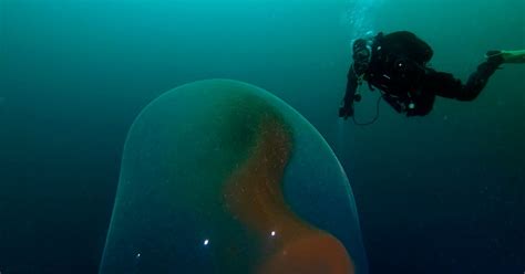 A giant mass of squid eggs. Divers visiting WWII wreckage accidentally discover rare giant squid egg - Mirror Online