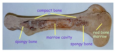 Long bones, especially the femur and tibia, are subjected to most of the load during daily activities and they are crucial for skeletal mobility. bone model labeled | Sectioned bones | Basic, Cavities