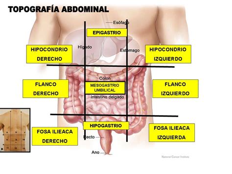 Semiolog A Abdominal Limites Topogr Ficos De La Cavidad Abdominal