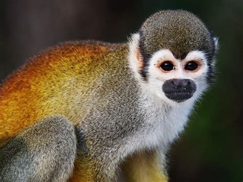 VOCÊ CONHECE TODOS OS ANIMAIS DESSE QUIZ? | Quizur