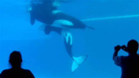 July 2011 Whales Mating At Marinelandavi Youtube