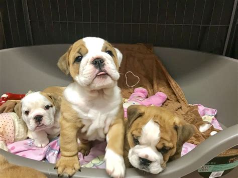 Our english bulldog, chevy, was looking for her furrrever home. English Bulldog Puppies For Sale | Pittsburgh, PA #281678