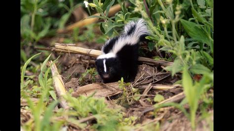 What To Do If You Finda Baby Skunk Youtube
