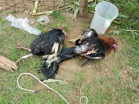 Nearly One Dozen People Arrested And Several Roosters Rescued After Cockfighting Bust In