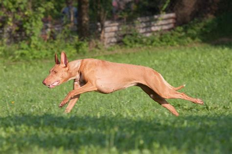 Pharaoh Hound Breed Profile Australian Dog Lover