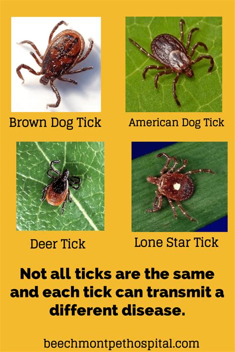 Different Types Of Ticks