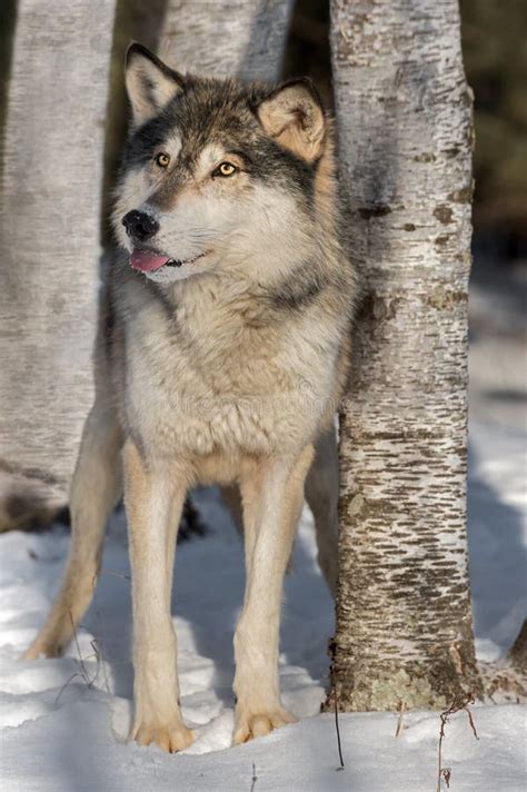 Grey Wolf Canis Lupus Sticks Out Tongue Next To Tree Stock Photo